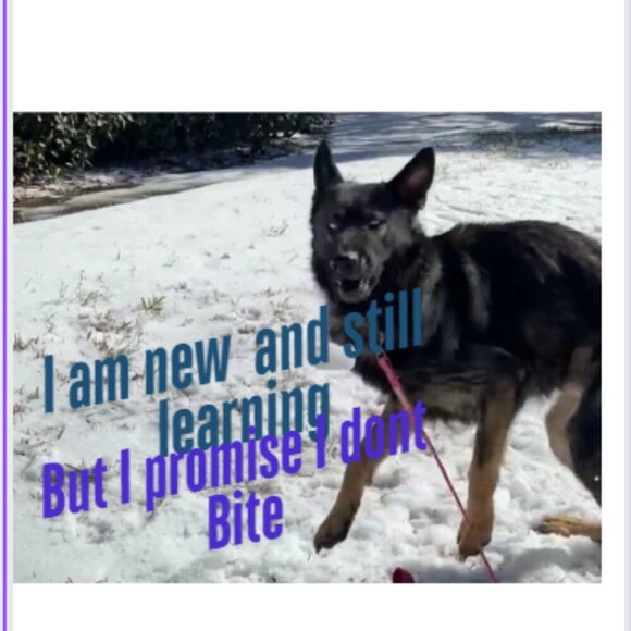 Heyyyyy!!!!! come hop in our live to have a crack of a time❤️❤️🐾🐾❤️❤️🐾🐾 - Picture 4 of 5